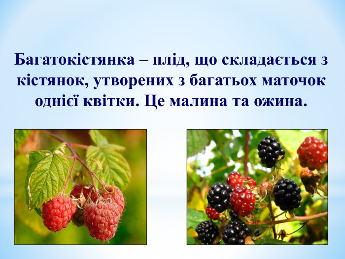 Багатокістянка – плід, що складається з кістянок, утворених з багатьох маточок однієї квітки. Це малина та ожина. 