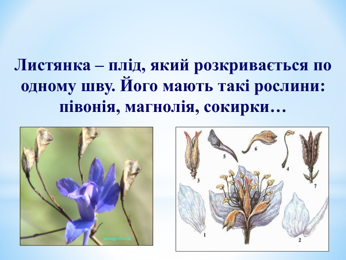 Листянка – плід, який розкривається по одному шву. Його мають такі рослини: півонія, магнолія, сокирки… 