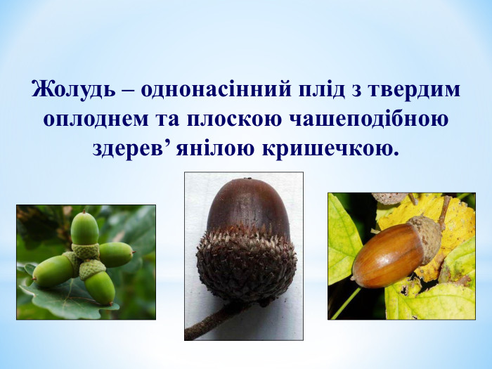 Жолудь – однонасінний плід з твердим оплоднем та плоскою чашеподібною здерев’ янілою кришечкою. 
