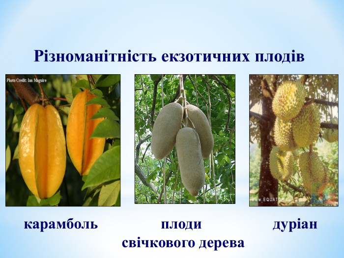 карамболь плоди  свічкового дерева Різноманітність екзотичних плодів дуріан 