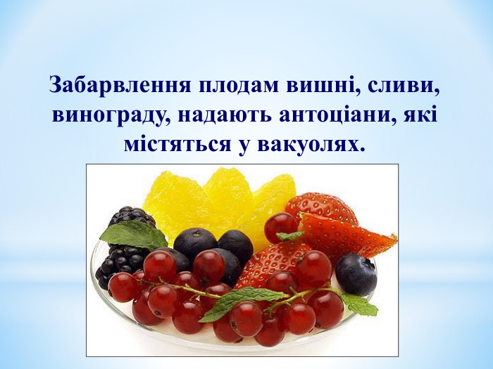 Забарвлення плодам вишні, сливи, винограду, надають антоціани, які містяться у вакуолях. 