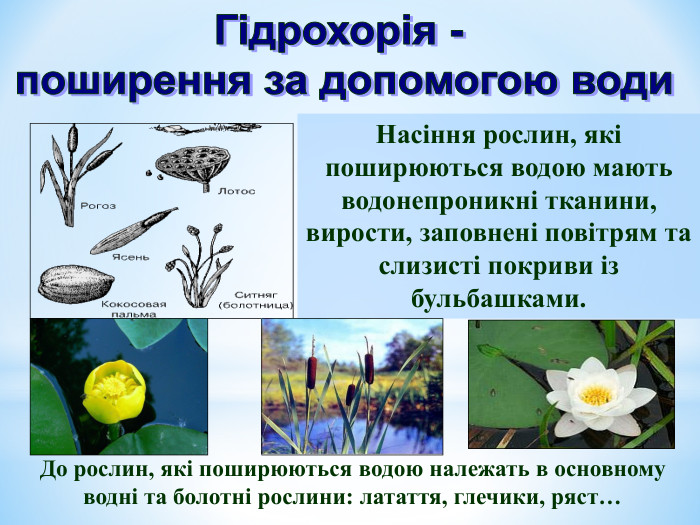 Насіння рослин, які поширюються водою мають водонепроникні тканини, вирости, заповнені повітрям та слизисті покриви із бульбашками. До рослин, які поширюються водою належать в основному водні та болотні рослини: латаття, глечики, ряст…  