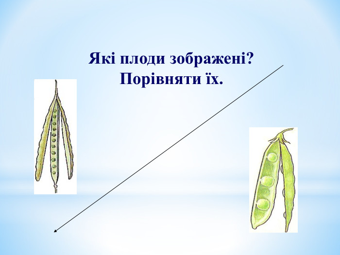 Які плоди зображені? Порівняти їх. 