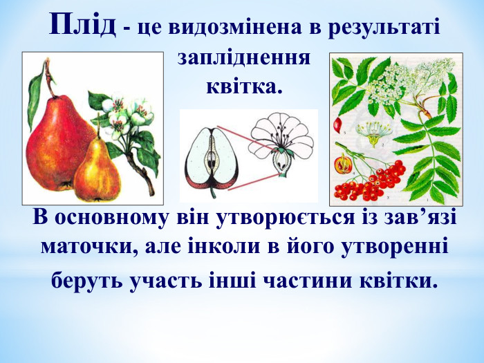 Плід - це видозмінена в результаті запліднення  квітка.       В основному він утворюється із зав’язі маточки, але інколи в його утворенні беруть участь інші частини квітки.   