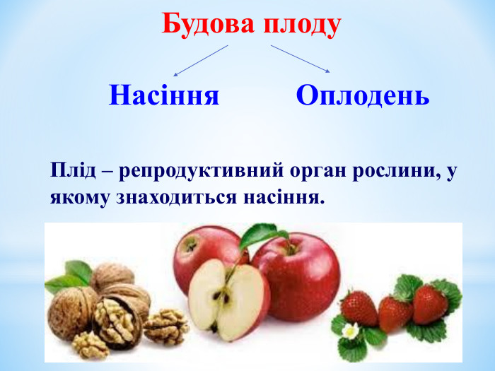 Будова плоду              Насіння          Оплодень  Плід – репродуктивний орган рослини, у якому знаходиться насіння.  