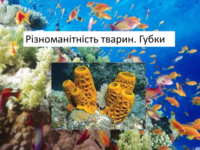 Різноманітність тварин. Губки