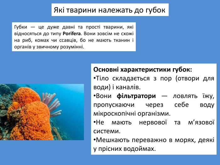 Губки — це дуже давні та прості тварини, які відносяться до типу Porifera. Вони зовсім не схожі на риб, комах чи ссавців, бо не мають тканин і органів у звичному розумінні. Які тварини належать до губок. Основні характеристики губок: Тіло складається з пор (отвори для води) і каналів. Вони фільтратори — ловлять їжу, пропускаючи через себе воду мікроскопічні організми. Не мають нервової та м’язової системи. Мешкають переважно в морях, деякі у прісних водоймах.