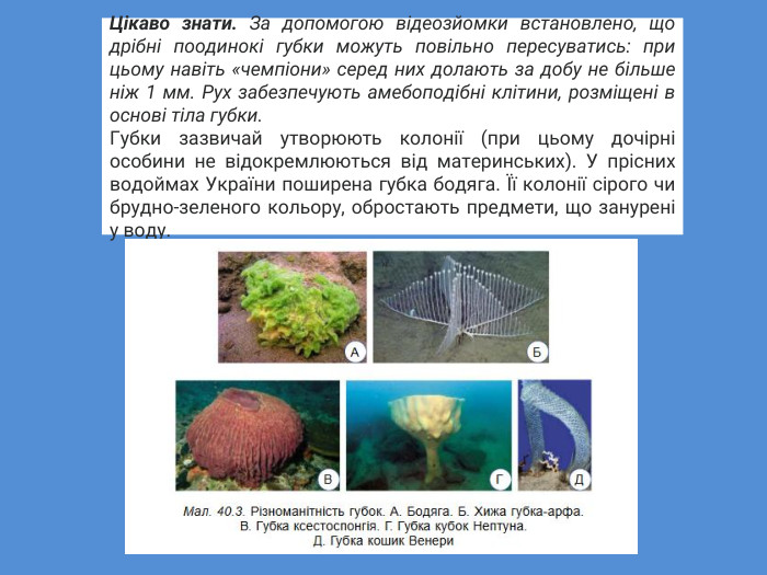 Цікаво знати. За допомогою відеозйомки встановлено, що дрібні поодинокі губки можуть повільно пересуватись: при цьому навіть «чемпіони» серед них долають за добу не більше ніж 1 мм. Рух забезпечують амебоподібні клітини, розміщені в основі тіла губки. Губки зазвичай утворюють колонії (при цьому дочірні особини не відокремлюються від материнських). У прісних водоймах України поширена губка бодяга. Її колонії сірого чи брудно-зеленого кольору, обростають предмети, що занурені у воду.