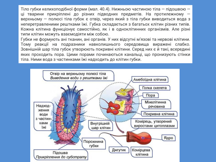 Тіло губки келихоподібної форми (мал. 40.4). Нижньою частиною тіла — підошвою — ці тварини прикріплені до різних підводних предметів. На протилежному — верхньому — полюсі тіла губок є отвір, через який з тіла губки виводиться вода з неперетравленими рештками їжі. Губка складається з багатьох клітин різних типів. Кожна клітина функціонує самостійно, як і в одноклітинних організмів. Але різні типи клітин можуть взаємодіяти між собою. Губки не формують ані тканин, ані органів. У них відсутні м’язові та нервові клітини. Тому реакції на подразники навколишнього середовища виражені слабко. Зовнішній шар тіла губок утворюють покривні клітини. Серед них є й такі, всередині яких проходить пора. Цими порами починаються канальці, що пронизують стінки тіла. Ними вода з частинками їжі надходить до клітин губки.