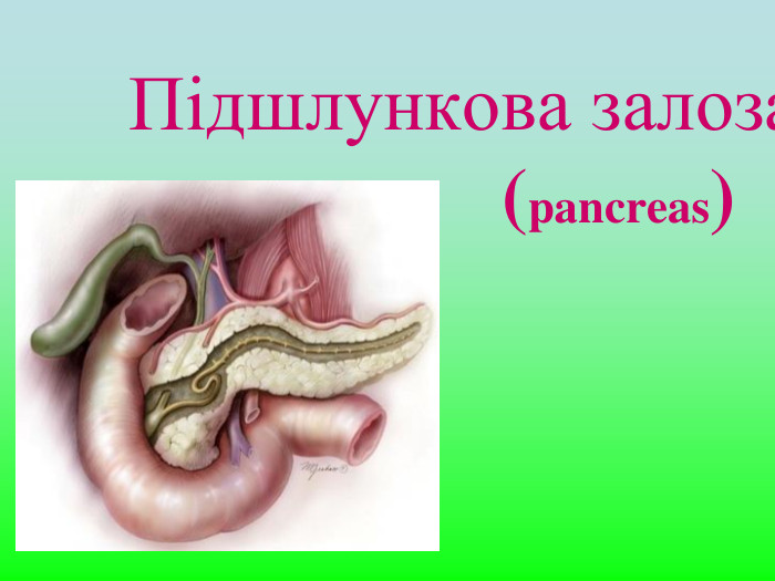 Підшлункова залоза                 (pancreas) 