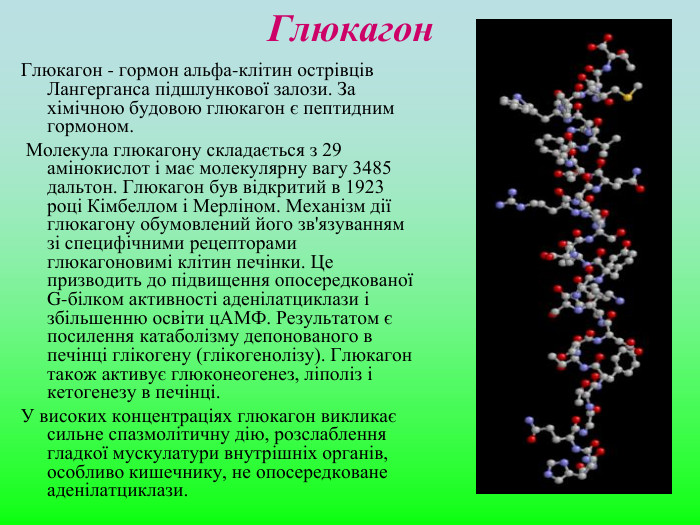 Глюкагон Глюкагон - гормон альфа-клітин острівців Лангерганса підшлункової залози. За хімічною будовою глюкагон є пептидним гормоном.   Молекула глюкагону складається з 29 амінокислот і має молекулярну вагу 3485 дальтон. Глюкагон був відкритий в 1923 році Кімбеллом і Мерліном. Механізм дії глюкагону обумовлений його зв'язуванням зі специфічними рецепторами глюкагоновимі клітин печінки. Це призводить до підвищення опосередкованої G-білком активності аденілатциклази і збільшенню освіти цАМФ. Результатом є посилення катаболізму депонованого в печінці глікогену (глікогенолізу). Глюкагон також активує глюконеогенез, ліполіз і кетогенезу в печінці.  У високих концентраціях глюкагон викликає сильне спазмолітичну дію, розслаблення гладкої мускулатури внутрішніх органів, особливо кишечнику, не опосередковане аденілатциклази.  
