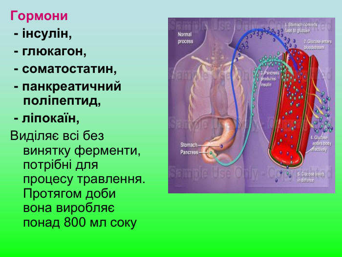 Гормони   - інсулін,   - глюкагон,   - соматостатин,  - панкреатичний поліпептид,  - ліпокаїн,  Виділяє всі без винятку ферменти, потрібні для процесу травлення. Протягом доби вона виробляє понад 800 мл соку  