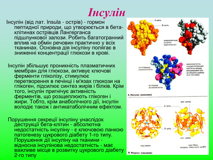 Інсулін Інсулін (від лат. Insula - острів) - гормон пептидної природи, що утворюється в бета-клітинах острівців Лангерганса підшлункової залози. Робить багатогранний вплив на обмін речовин практично у всіх тканинах. Основна дія інсуліну полягає в зниженні концентрації глюкози в крові.    Інсулін збільшує проникність плазматичних мембран для глюкози, активує ключові ферменти гліколізу, стимулює перетворення в печінці і м'язах глюкози на глікоген, підсилює синтез жирів і білків. Крім того, інсулін пригнічує активність ферментів, що розщеплюють глікоген і жири. Тобто, крім анаболічного дії, інсулін володіє також і антикатаболічним ефектом.    Порушення секреції інсуліну унаслідок деструкції бета-клітин - абсолютна недостатність інсуліну - є ключовою ланкою патогенезу цукрового діабету 1-го типу. Порушення дії інсуліну на тканини - відносна інсулінова недостатність - має важливе місце в розвитку цукрового діабету 2-го типу 