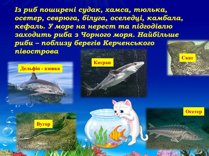 Із риб поширені судак, хамса, тюлька, осетер, севрюга, білуга, оселедці, камбала, кефаль. У море на нерест та підгодівлю заходить риба з Чорного моря. Найбільше риби – поблизу берегів Керченського півострова. Осетер. Скат. Катран. Вугор. Дельфін - азовка