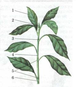 Картинки по запросу Узагальнення знань з теми Будова та функції рослин тести
