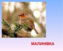 Картинки по запросу перелітні птахи картинки