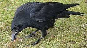 Corvus corone Rabenkrähe 1.jpg