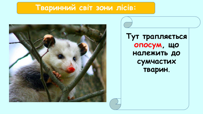 Тут трапляється опосум, що належить до сумчастих тварин. Тваринний світ зони лісів: