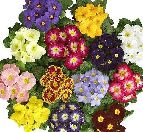 F:\Для Вчителя\Для вчителя 1\весенние цветы\Primula acaulis mix 1.jpg