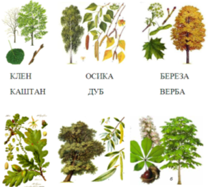 Назви листяних дерев: довідник на українській мові