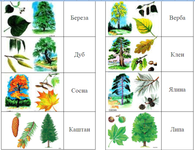 Важливі культурні терміни в поточному списку назви дерев на українській мові