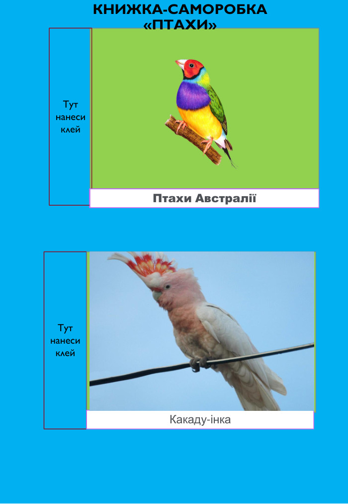 Тут нанеси клей. Птахи АвстраліїТут нанеси клей. Какаду-інка. КНИЖКА-САМОРОБКА «ПТАХИ»Птахи Австралії