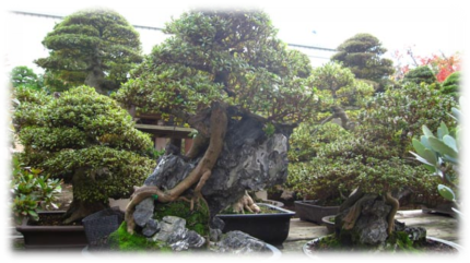 G:\bonsai02.jpg