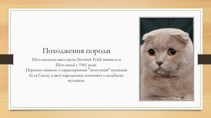 Походження породи. Шотландська висловуха (Scottish Fold) виникла в Шотландії у 1961 році. Першою кішкою з характерними 