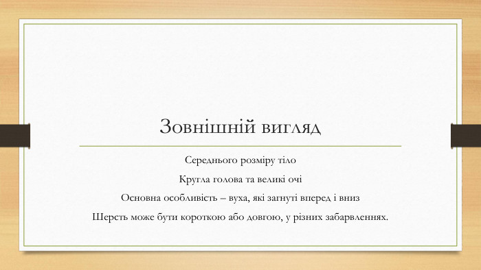 Зовнішній вигляд. Середнього розміру тіло. Кругла голова та великі очіОсновна особливість – вуха, які загнуті вперед і вниз. Шерсть може бути короткою або довгою, у різних забарвленнях.