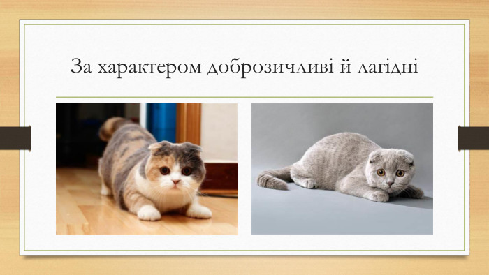 За характером доброзичливі й лагідні