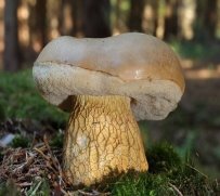 Жовчний гриб, помилковий білий гриб, гірчак - опис, відміну, фото