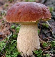 Білий гриб (боровик, білий) лікувальні властивості та кулінарні ...