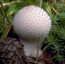 Гриб ДОЩОВИК їстівний (Lycoperdon perlatum) - Їстівні гриби ...
