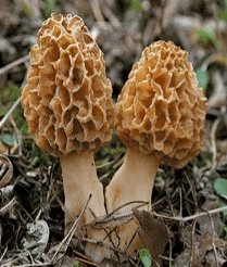 Довідник грибів — Гадяч онлайн