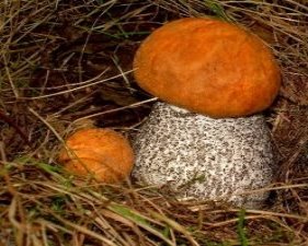Красноголовець - опис, види, де росте, помилковий гриб, фото