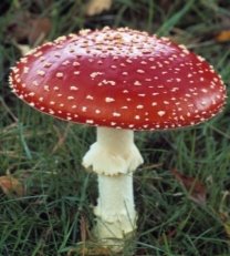 Макроскопічні гриби, особливості живлення. Отруйні гриби. (за підр ...