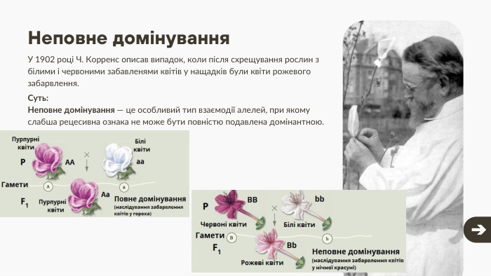 Неповне домінування. У 1902 році Ч. Корренс описав випадок, коли після схрещування рослин з білими і червоними забавленями квітів у нащадків були квіти рожевого забарвлення. Суть: Неповне домінування — це особливий тип взаємодії алелей, при якому слабша рецесивна ознака не може бути повністю подавлена домінантною.