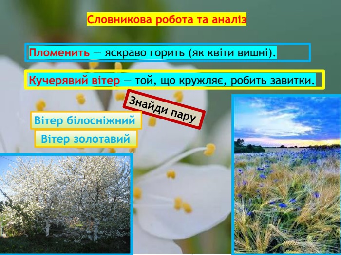 Знайди пару  Вітер золотавий Вітер білосніжний 