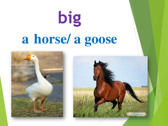 biga horse/ a goose