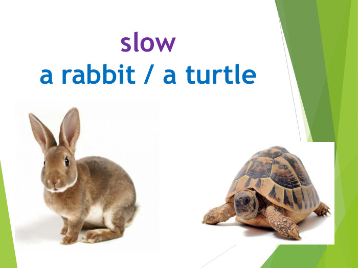 slowa rabbit / a turtle