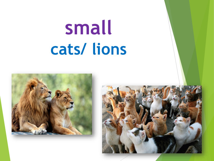 smallcats/ lions