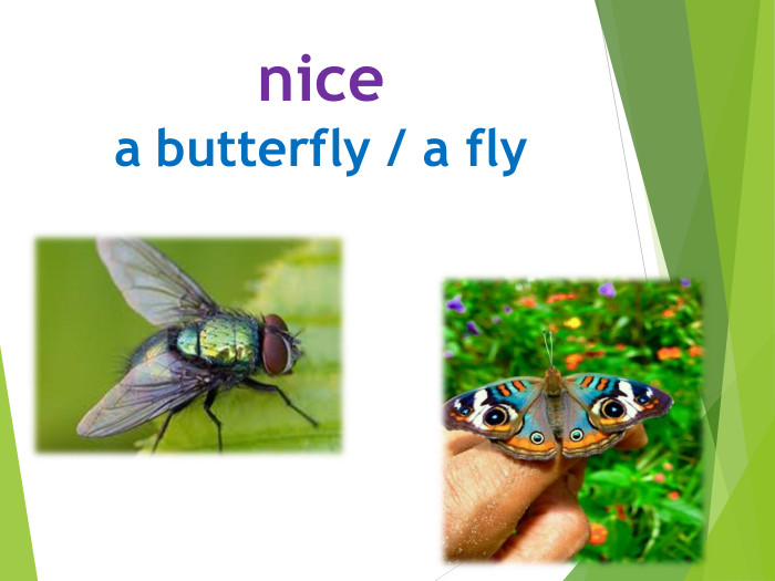 nicea butterfly / a fly