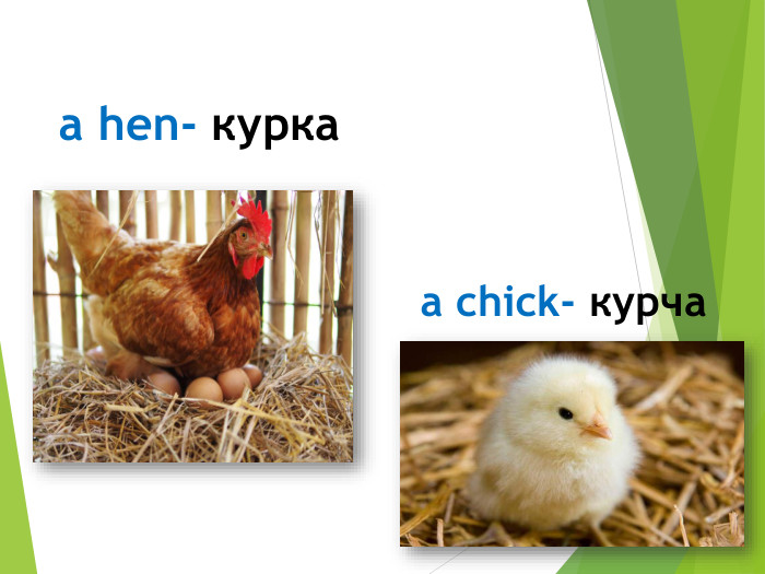 a hen- куркаa chick- курча
