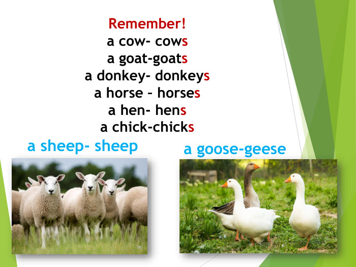 Remember!a cow- cowsa goat-goatsa donkey- donkeysa horse – horsesa hen- hensa chick-chicksa sheep- sheepa goose-geese