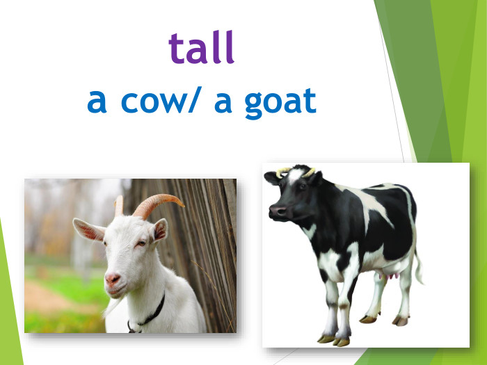 talla cow/ a goat