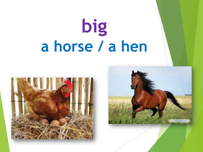biga horse / a hen