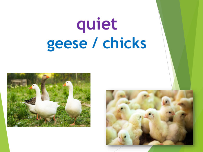quietgeese / chicks