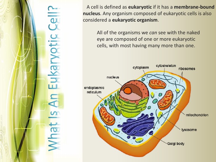 What's the difference between a prokaryotic and a eukaryotic cell? | MyTutor