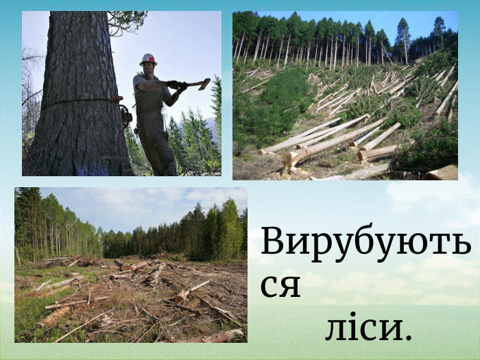 Вирубуються ліси.