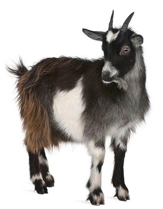 Описание: Результат пошуку зображень за запитом "коза"